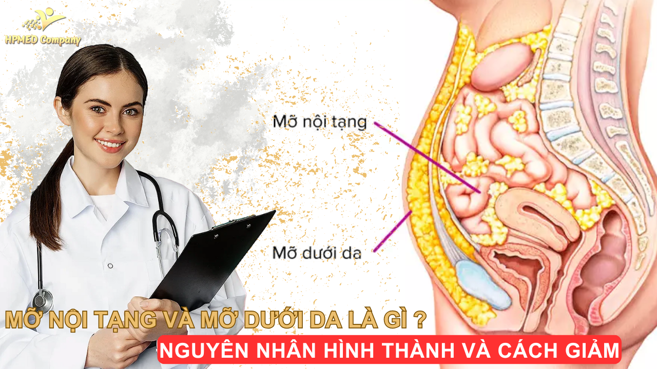 mỡ nội tạng và mỡ dưới da là gì ? nguyên nhân hình thành và cách giảm mỡ nội tạng và mỡ dưới da 1 Giới thiệu về mỡ nội tạng và mỡ dưới da